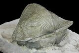 Pyrite Replaced Brachiopod (Paraspirifer) Fossil on Shale - Ohio #136653-2